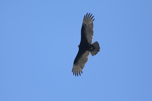 Black Vulture, Florida, February 2020