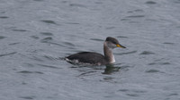 Red-necked Grebe, Farmoor Reservoir, October 2014