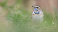 Bluethroat, Willow Tree Fen, Lincolnshire, March 2017.