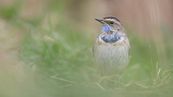 Bluethroat, Willow Tree Fen, Lincolnshire, March 2017.