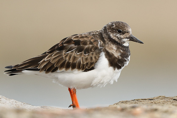 Turnstone, Lyme Regis, March 2022