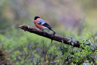 Northern Bullfinch, Konttainen, Finland, June 2025