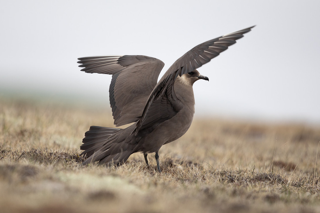 Arctic Skua,Snæfellsnes peninsula, Iceland, June 2022