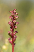 Frog Orchid, Morgans Hill, June 2024