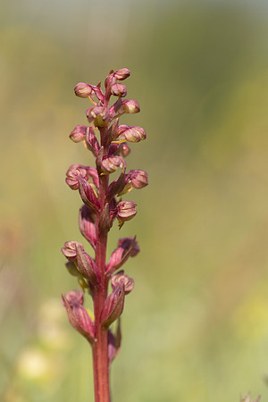 Frog Orchid, Morgans Hill, June 2024