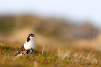 Ruff, Nesseby, Norway, June 2023