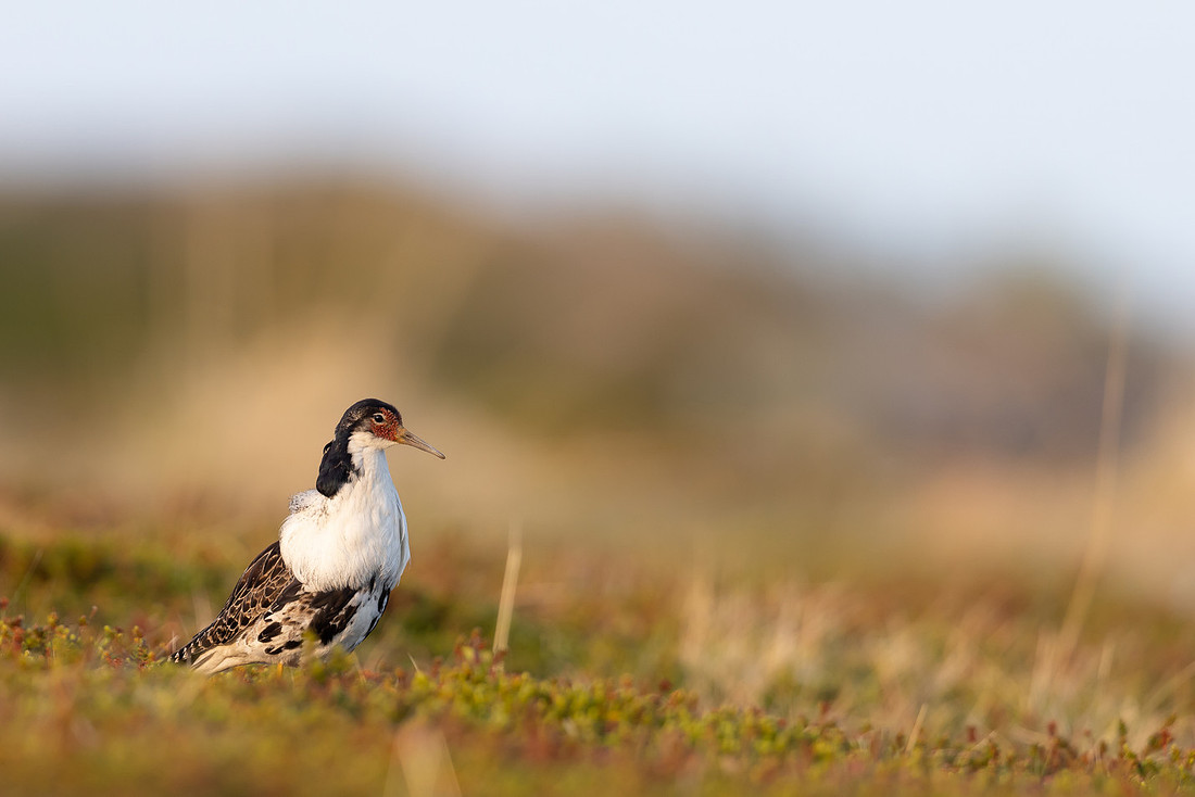 Ruff, Nesseby, Norway, June 2023