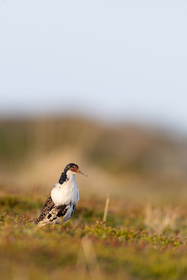 Ruff, Nesseby, Norway, June 2023