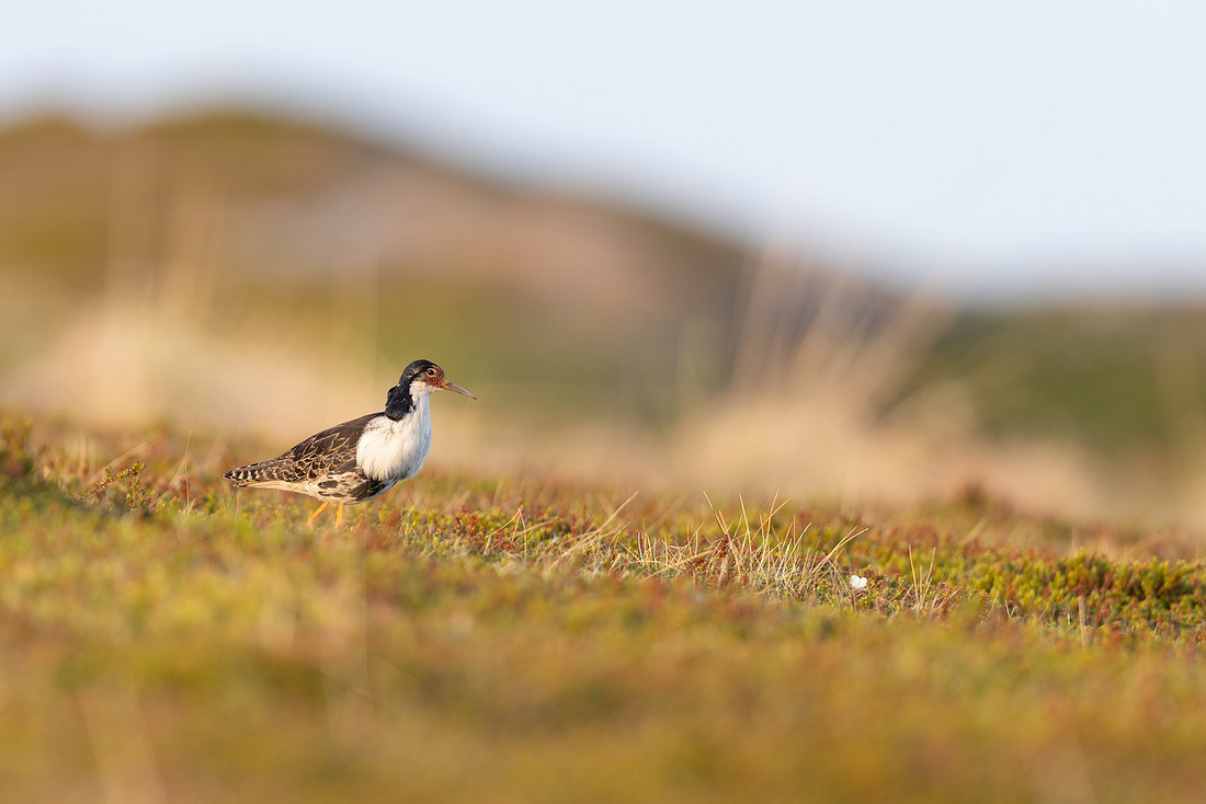 Ruff, Nesseby, Norway, June 2023.