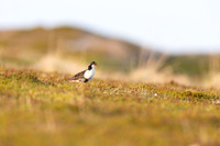 Ruff, Nesseby, Norway, June 2023