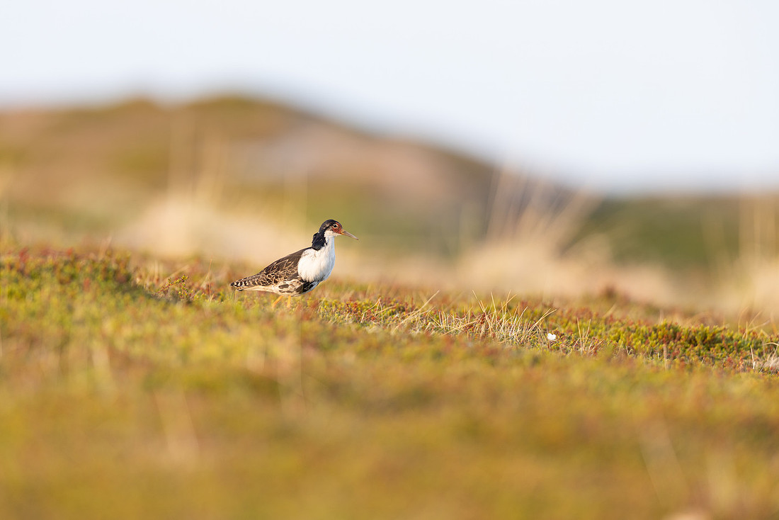 Ruff, Nesseby, Norway, June 2023