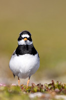 Tundra ringed Plover, Norway, June 2023
