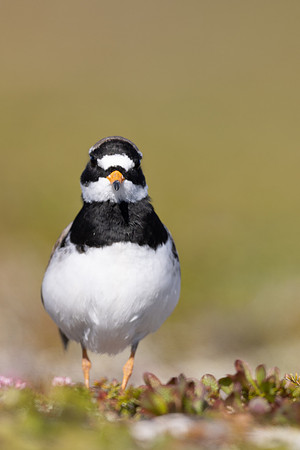 Tundra ringed Plover, Norway, June 2023