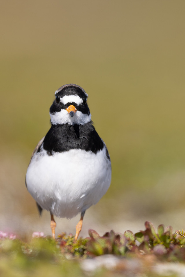 Tundra ringed Plover, Norway, June 2023