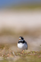 Tundra Ringed Plover