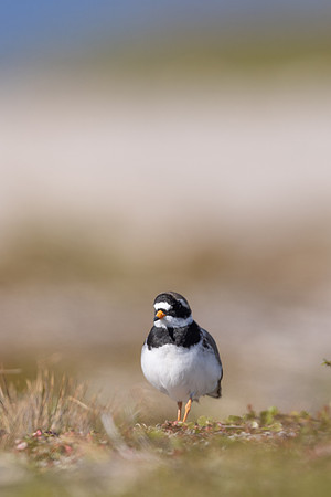 Tundra ringed Plover, Norway, June 2023