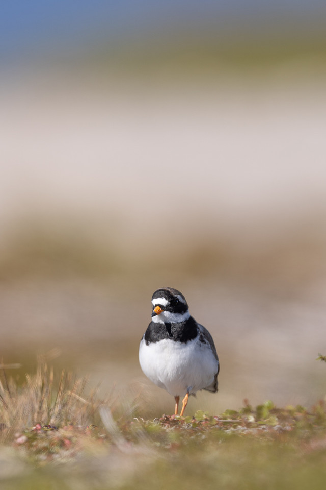 Tundra ringed Plover, Norway, June 2023