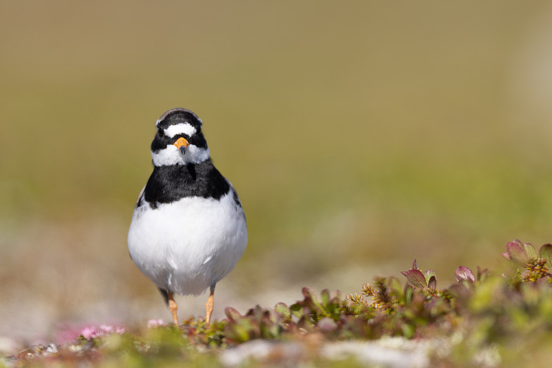 Tundra ringed Plover, Norway, June 2023