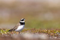 Tundra ringed Plover, Norway, June 2023