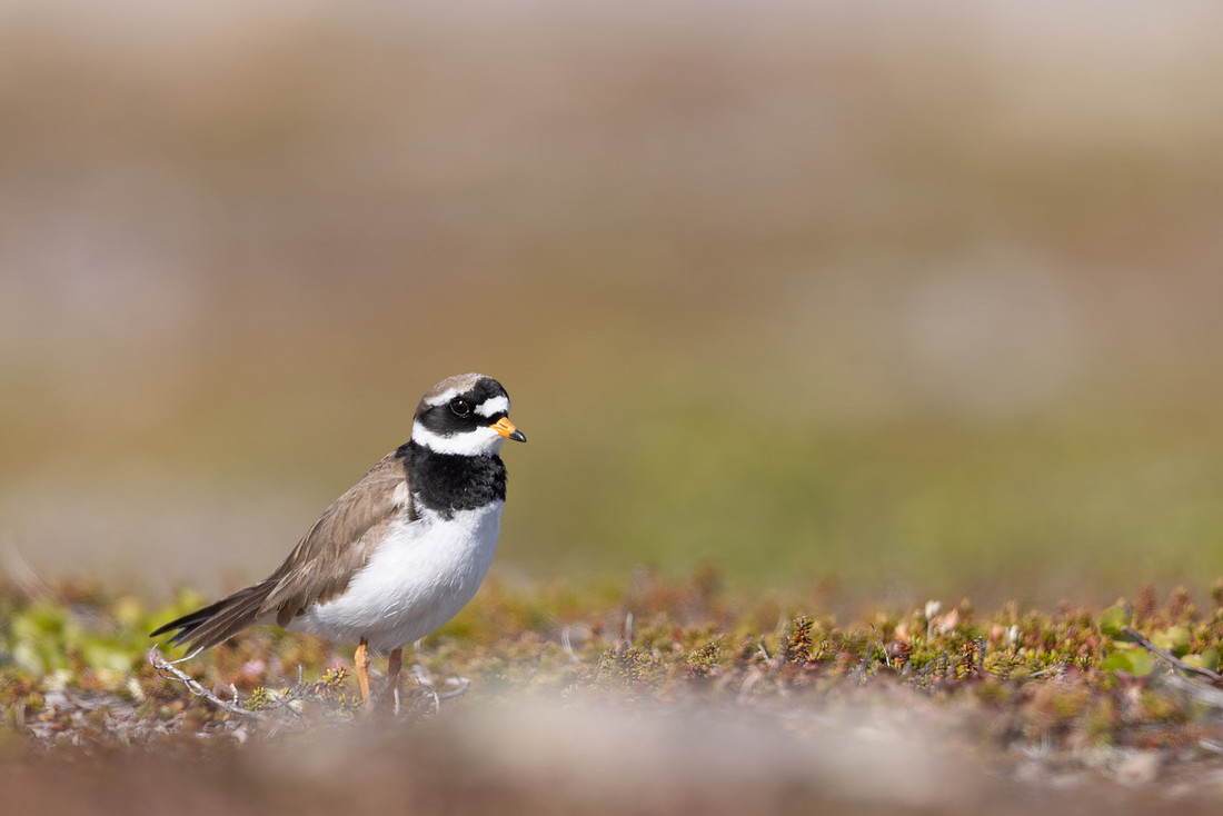 Tundra ringed Plover, Norway, June 2023