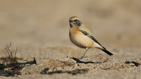 Desert Wheatear, Thurlestone, Devon, November 2016.
