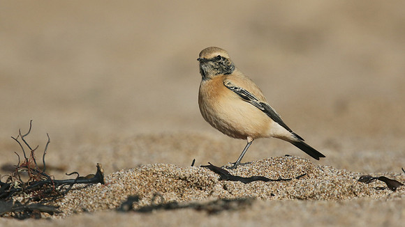 Desert Wheatear, Thurlestone, Devon, November 2016.