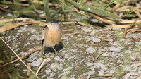 Little Bittern, Germasogeia Dam, Cyprus, May 2016