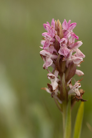 Early Marsh-orchid, Kenfig, June 2024