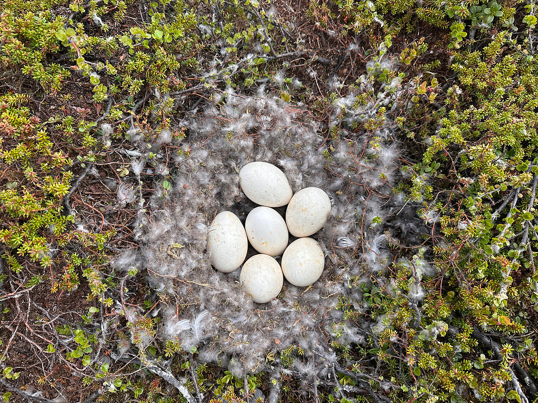 Tundra Bean Goose, Komagværstranda, Norway, June 2025