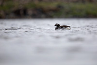 Long-tailed Duck, Raufarhofn, June 2022