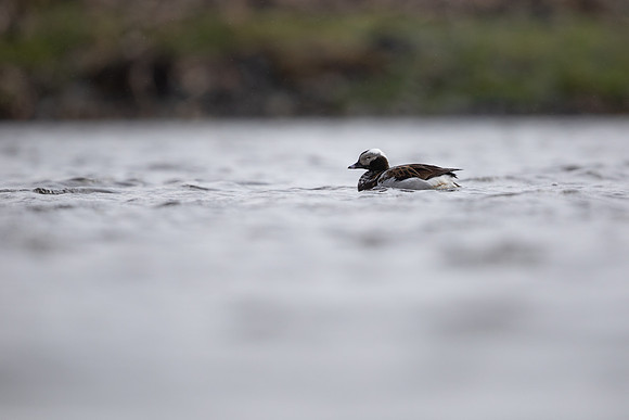 Long-tailed Duck, Raufarhofn, June 2022