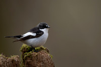 Pied Flycatcher, Forest of Dean, April 2021