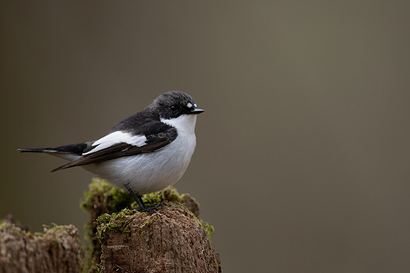 Pied Flycatcher, Forest of Dean, April 2021