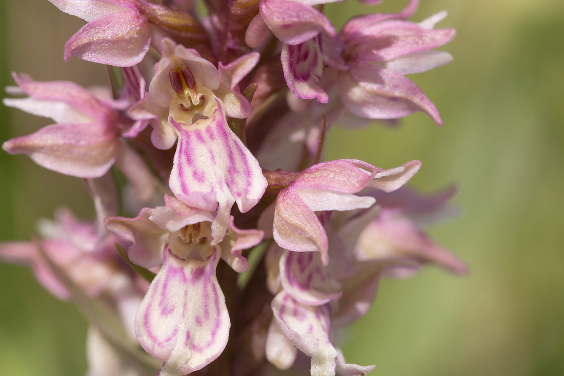 Frog x Common Spotted-orchid, Morgans Hill, June 2024.