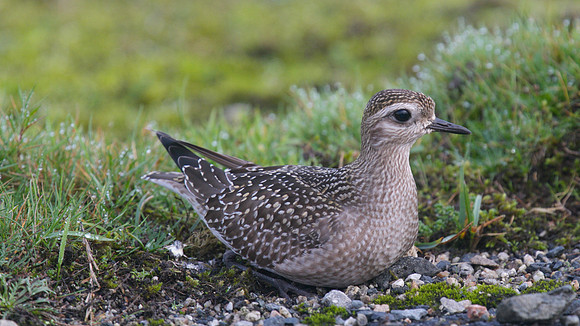 American Golden Plover, Davidstow, October 2014