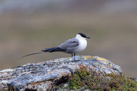 Long-tailed Skua, Áilegas fell, Finland, June 2025
