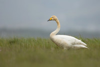 Whooper Swan, Floi, Iceland, June 2022