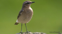 Wheatear