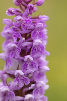 Chalk Fragrant x Common  Spotted-orchid, Rudge Hill, June 2024
