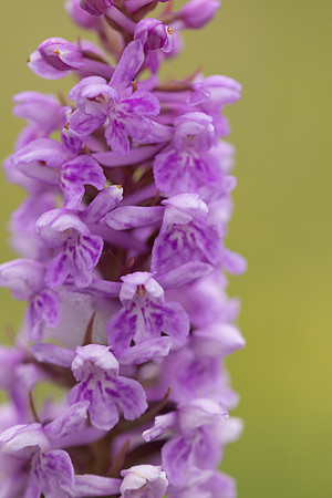 Chalk Fragrant x Common  Spotted-orchid, Rudge Hill, June 2024