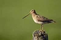 Common Snipe, Blondus,  Iceland, June 2022