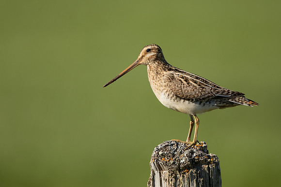 Common Snipe, Blondus,  Iceland, June 2022