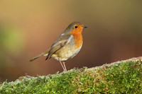 Robin, Milbury Heath, December 2020.