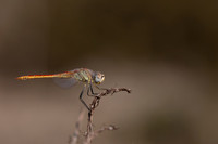 Red-veined Darter, (male) Cape Greco, Cyprus, July 2024
