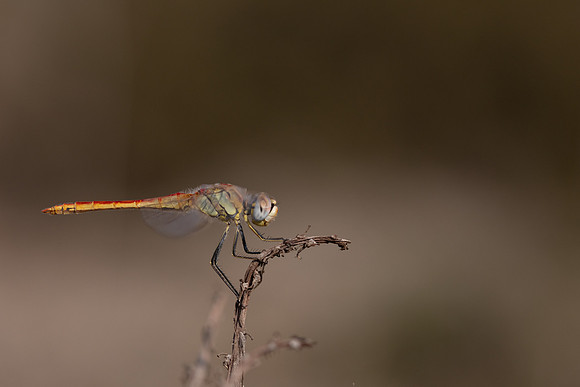 Red-veined Darter, (male) Cape Greco, Cyprus, July 2024