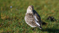 Dunlin, Davidstow Airfield, October 2014