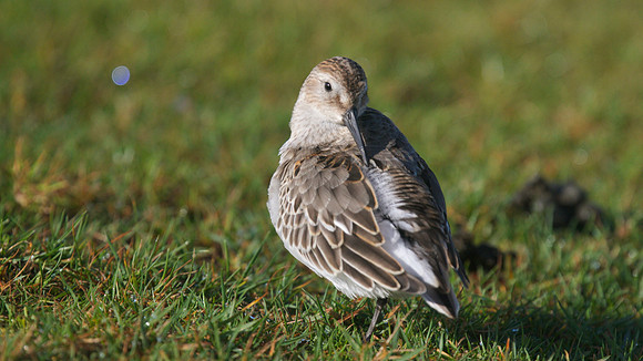 Dunlin, Davidstow Airfield, October 2014