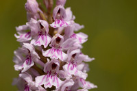 Common Spotted-orchid Orchid, Cleeve Common, June 2024