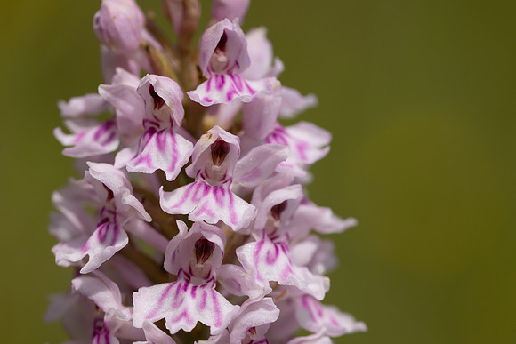 Common Spotted-orchid Orchid, Cleeve Common, June 2024