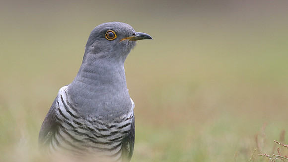 Common Cuckoo, Thursley Common, May 2017